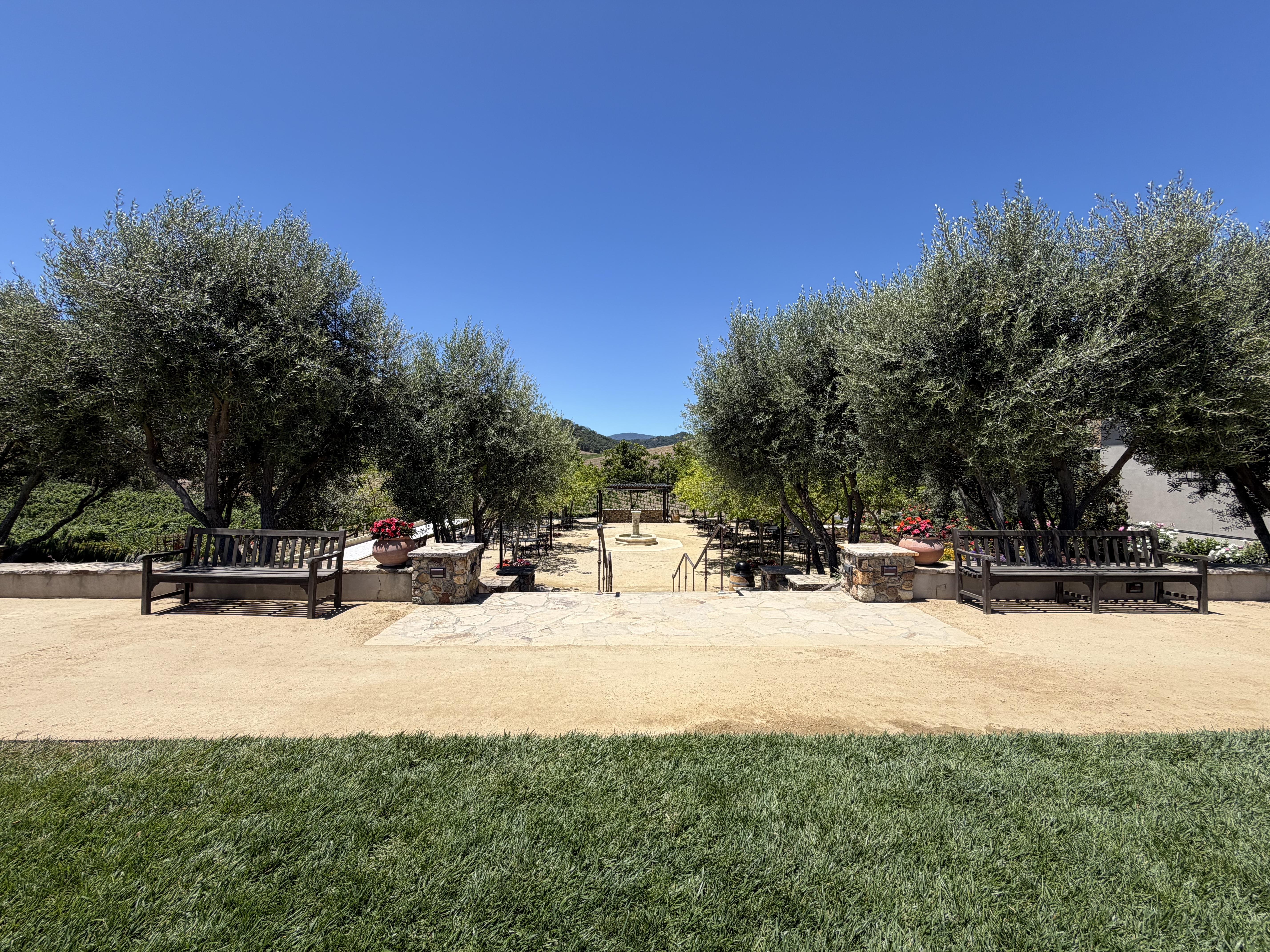 The grove at Cordevalle Winery